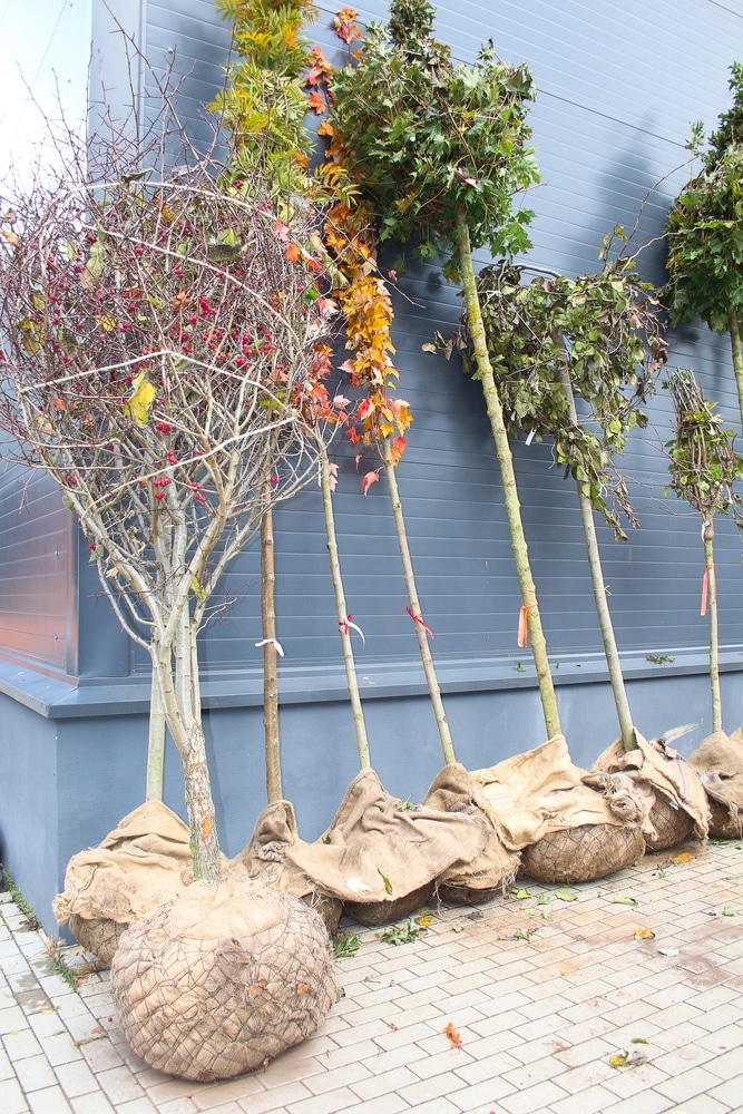 Plantation arbres fruitiers Chappuis